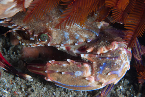 Goniosupradens acutifrons