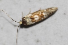 Lactura cristata