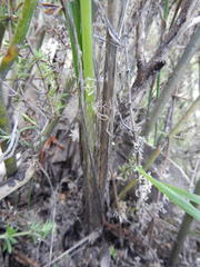 Bulbinella punctulata