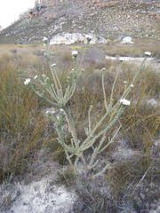 Leucadendron concavum