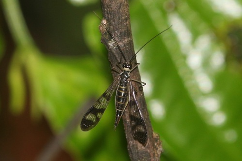 Neopanorpa sumatrana