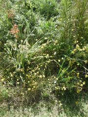 Ixia polystachya polystachya