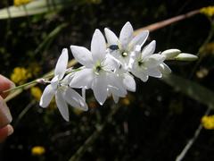 Ixia polystachya polystachya