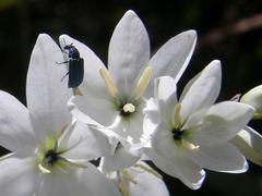 Ixia polystachya polystachya