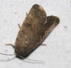 Athetis reclusa