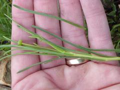 Euryops laxus