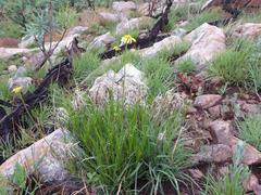 Euryops laxus
