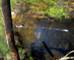 Chlorolestes conspicuus