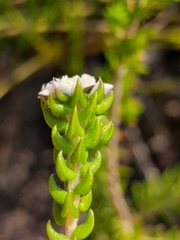 Phylica debilis