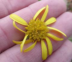Euryops laxus