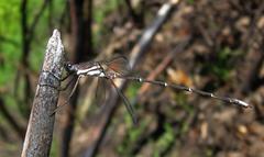 Chlorolestes conspicuus