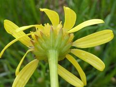 Euryops laxus