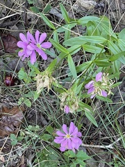 Sabatia capitata