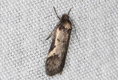 Philobota stella