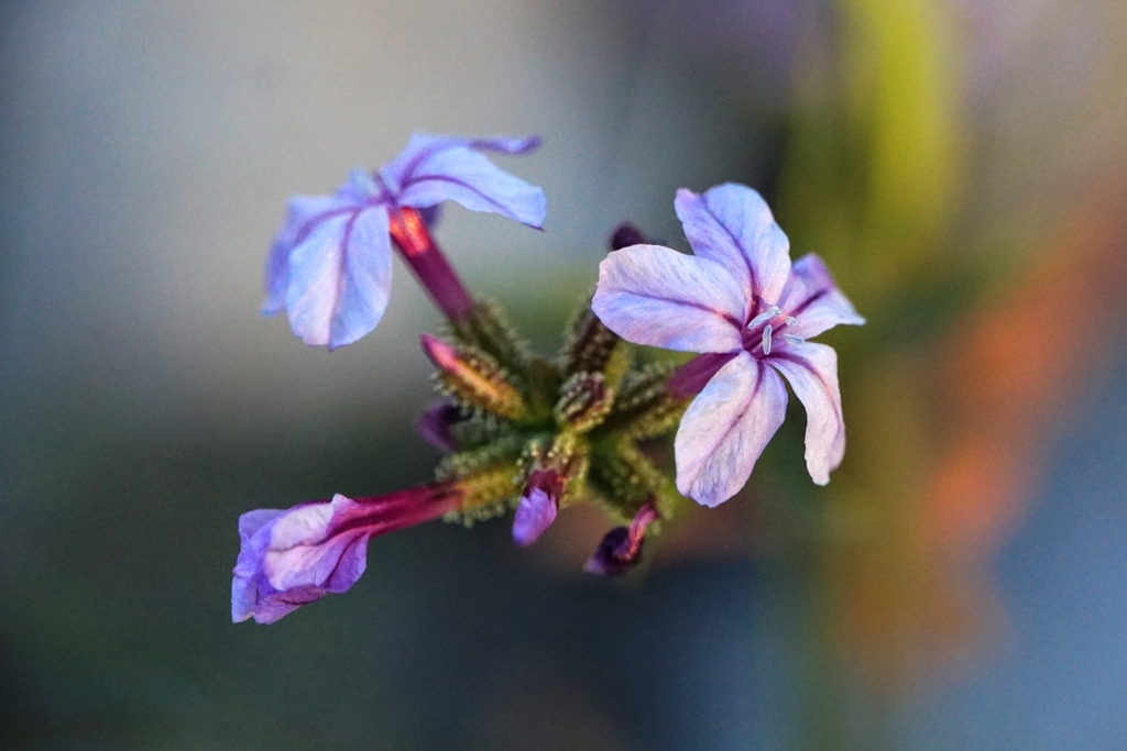 European leadwort
