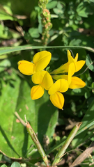 Lotus corniculatus