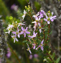 Agathosma ovata