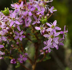 Agathosma ovata