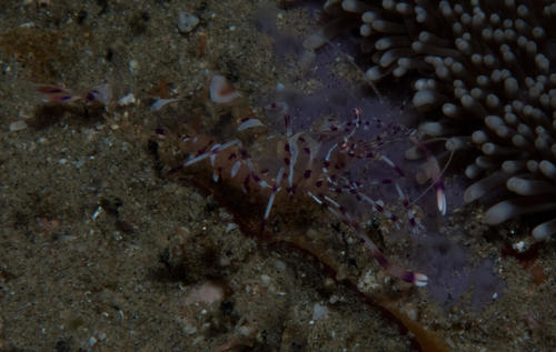 Ancylomenes australis