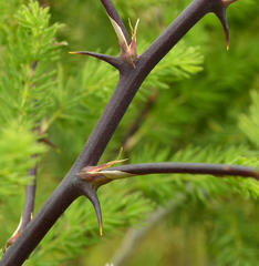 Asparagus rubicundus - Photo (c) Adriaan Grobler, algunos derechos reservados (CC BY-NC), subido por Adriaan Grobler