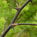 Redstem Asparagus - Photo (c) Adriaan Grobler, some rights reserved (CC BY-NC), uploaded by Adriaan Grobler