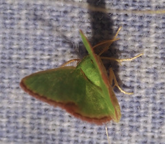 Eucrostes indigenata