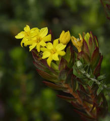 Gnidia styphelioides