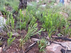 Acalypha caperonioides caperonioides
