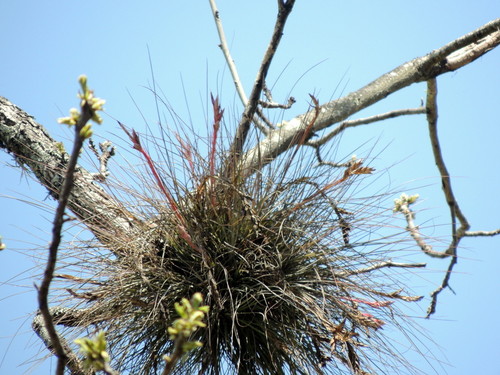 Tillandsia bartramii image