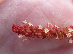 Acalypha caperonioides caperonioides