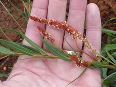 Acalypha caperonioides caperonioides