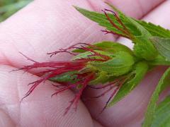 Acalypha caperonioides caperonioides