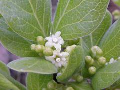 Afrocanthium gilfillanii