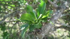 Ehretia rigida rigida