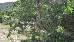 Ehretia rigida rigida