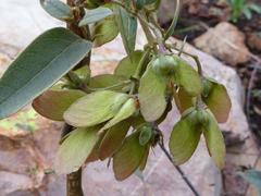 Sphedamnocarpus pruriens pruriens
