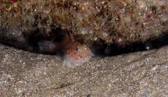 Fusigobius inframaculatus