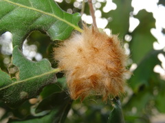 Andricus theophrasteus