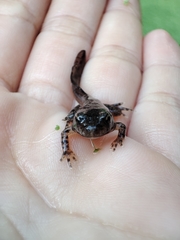 Anura