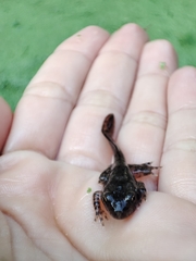 Anura