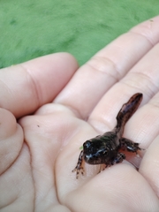 Anura