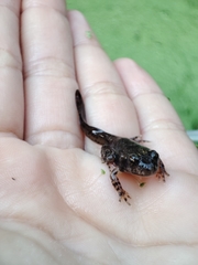 Anura
