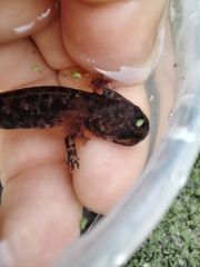 Salamandra salamandra gallaica