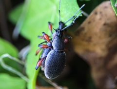 Otiorhynchus cardiniger