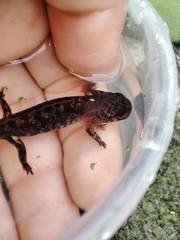 Salamandra salamandra gallaica