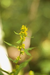 Solidago flaccidifolia