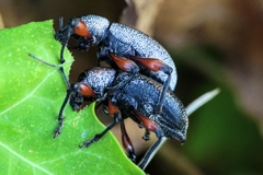 Otiorhynchus cardiniger