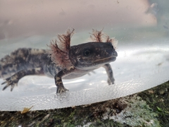 Salamandra salamandra gallaica