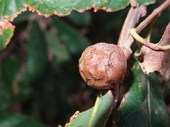 Andricus infectorius