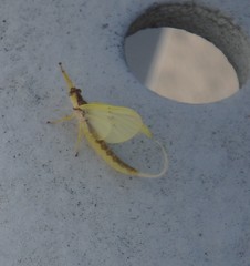 Pentagenia vittigera